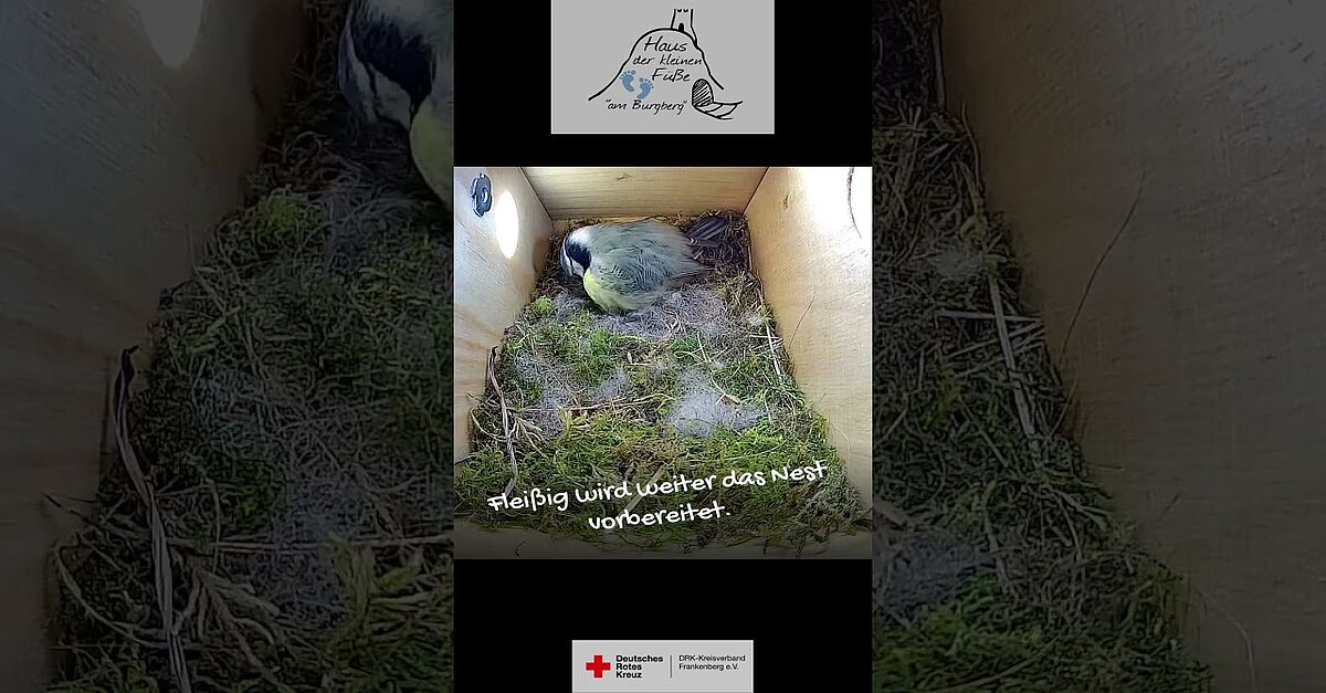 Neues aus dem Nistkasten (Teil 2)