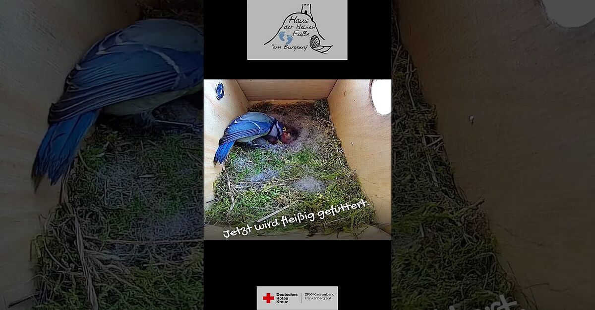 Neues aus dem Nistkasten Teil 4 #HausDerKleinenFüße #Blaumeise #BattenbergEder #nistkasten