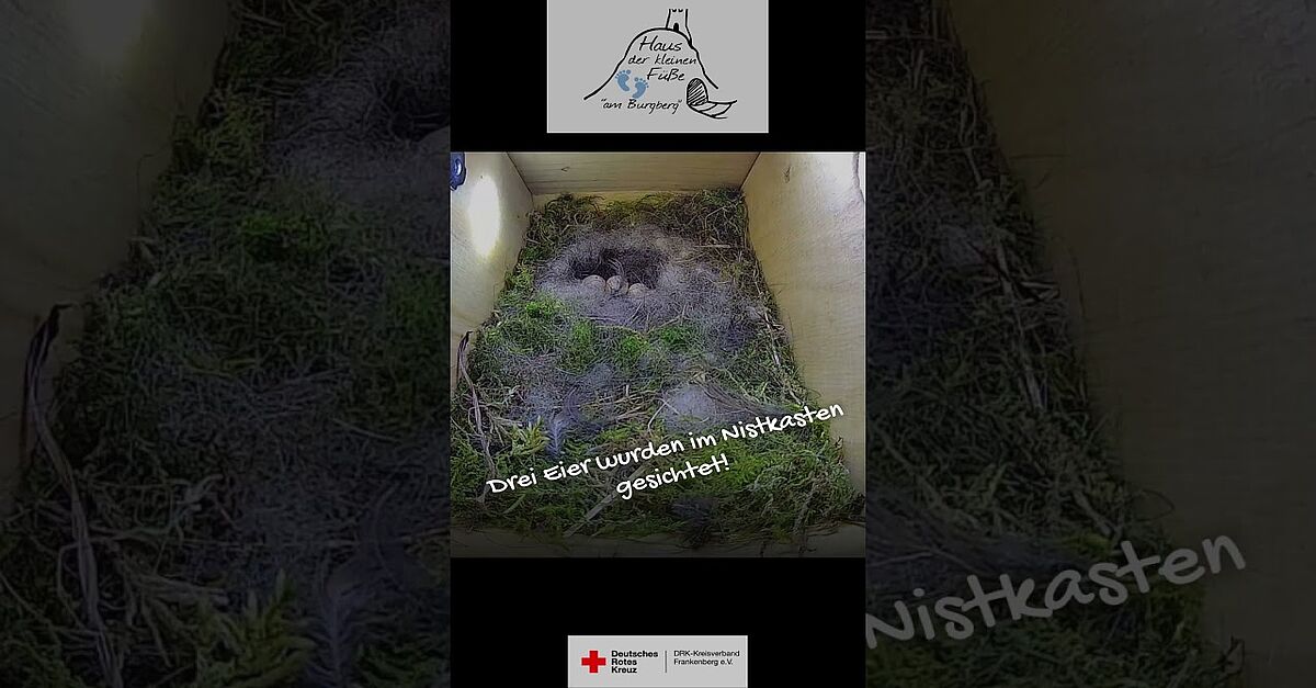 Neues aus dem Nistkasten - Teil 3 #HausDerKleinenFüße #Blaumeise #BattenbergEder #Nistkasten